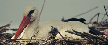 The Tale of Silyan (2025) download