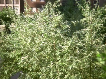 The Telephone Box (1972) download