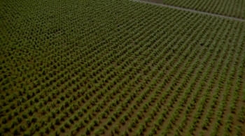 The Tooth Fairy (2006) download