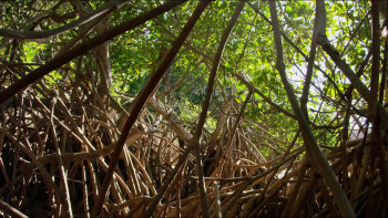 The Wild Pacific (2016) download