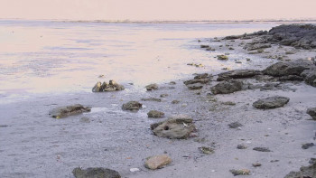 The Wild Pacific (2016) download