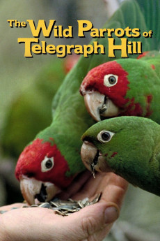 The Wild Parrots of Telegraph Hill (2003) download