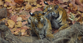 Tigers on the Rise (2024) download