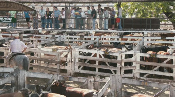 Todo sobre el asado (2016) download