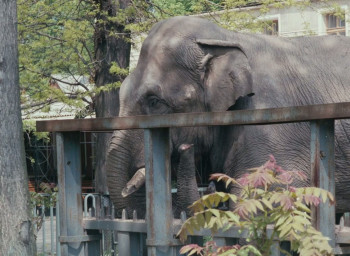 Tri istorii (1997) download