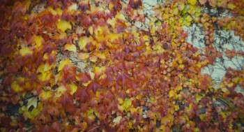 Trifole (2024) download