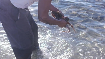 A Wild Stream (2018) download