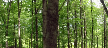 Unintended (2018) download