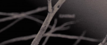 Untitled (2009) download