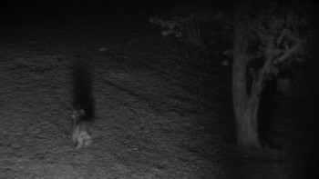 Vampire Zombies... From Space! (2024) download