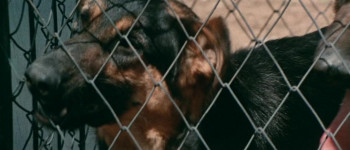 Violent Streets (1974) download