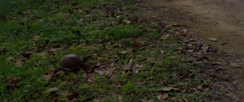 Viridian (2025) download