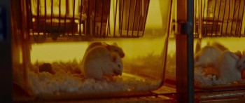 Virus (2025) download