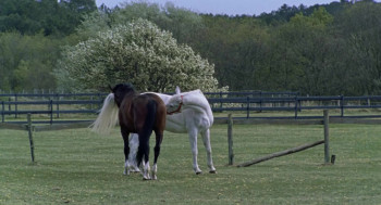 Where is Winky's Horse? (2007) download