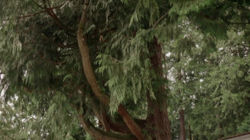 Wedding March 5: My Boyfriend's Back (2019) download