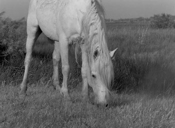 White Mane (1953) download