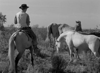 White Mane (1953) download