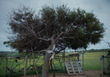 Who Do I Belong To (2024) download