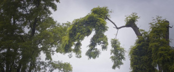 Wilting Rose (2025) download