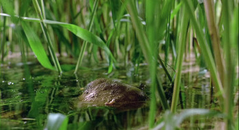 Winged Migration (2001) download