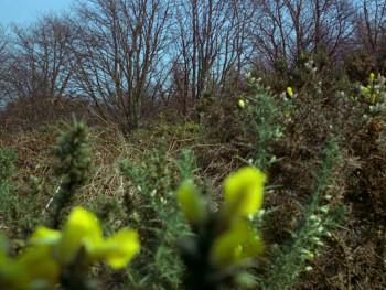 Wolfshead: The Legend of Robin Hood (1973) download