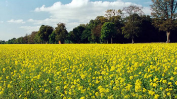 Yoko (2012) download