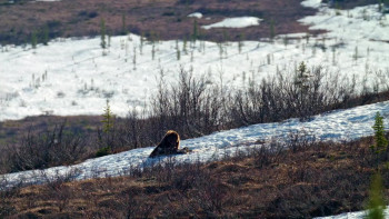 Yukon's Wild Grizzlies (2021) download