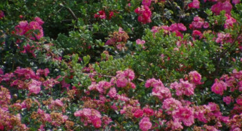 Zodiac Killer Project (2025) download