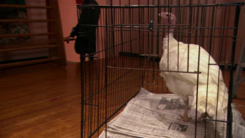 A Dennis the Menace Christmas (2007) download