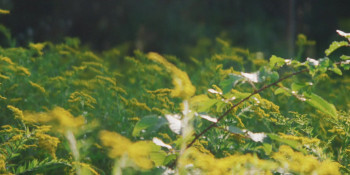 Aaron Chen: Funny Garden (2026) download