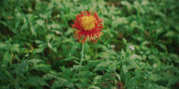 Aaron Chen: Funny Garden (2026) download