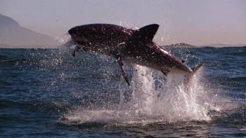 Air Jaws Top Guns (2022) download