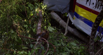 Amazonia (2013) download