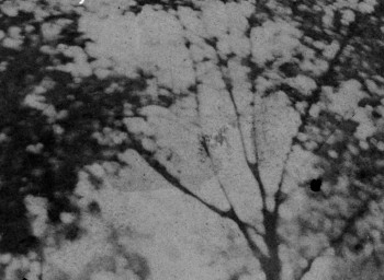 American Masters Preston Sturges: The Rise and Fall of an American Dreamer (1990) download