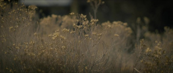 Apocalypse Love Story (2023) download