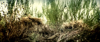 Arachnicide (2014) download