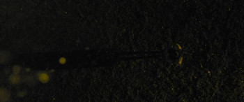 Asih (2018) download