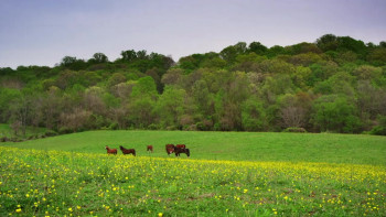 Audubon (2017) download