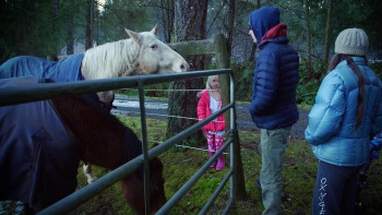 Ayahuasca and the Path of the Shaman (2018) download