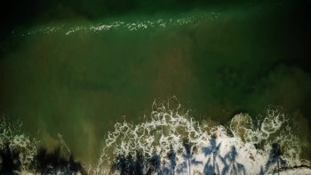 Ayahuasca and the Path of the Shaman (2018) download