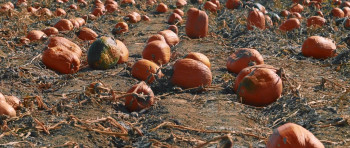 Bad Candy (2020) download