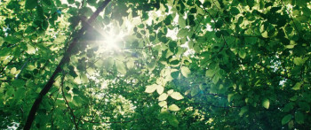 Bambi: A Tale of Life in the Woods (2024) download