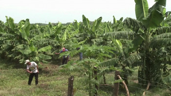 Bananas!* (2009) download