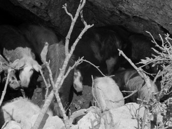 Bandits of Orgosolo (1961) download