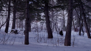 Beautiful Beast (2012) download