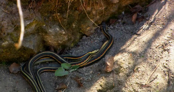 Beauty of Snakes (2003) download