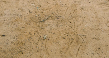 Beloved Sisters (2014) download