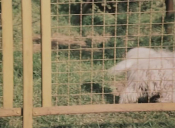 Benno macht Geschichten (1982) download