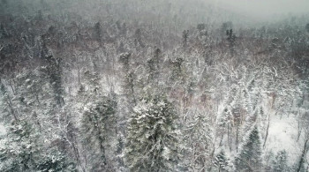 Big Cat Week Russia's Wild Tiger (2022) download