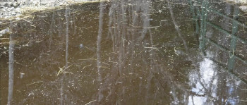 Bigfoot: Blood on the Farm (2025) download